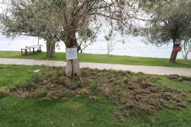 Balıkesir’de Domuzlar Sahili Talan Etti