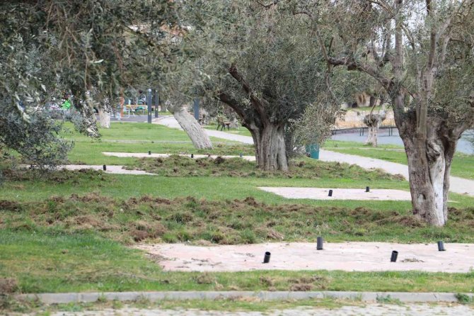 Balıkesir’de Domuzlar Sahili Talan Etti