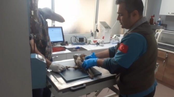 Kazdağı Milli Parkı’nda Yaralı Şahin Tedavi Altına Alındı