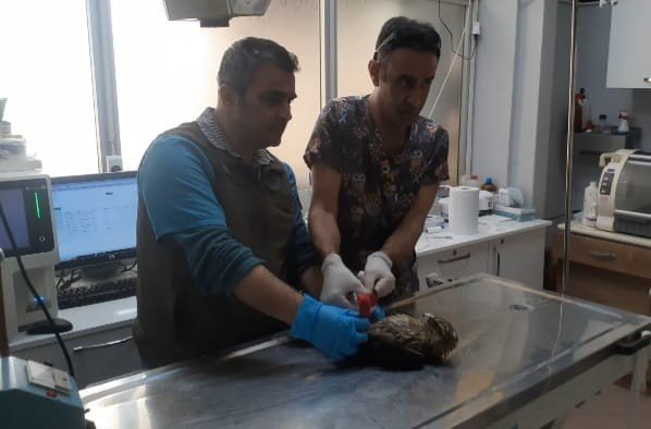 Kazdağı Milli Parkı’nda Yaralı Şahin Tedavi Altına Alındı