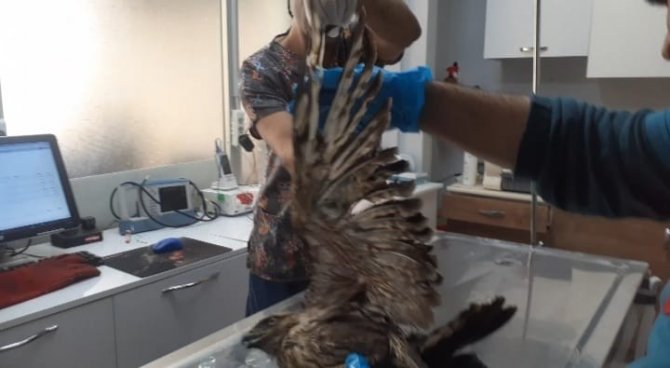 Kazdağı Milli Parkı’nda Yaralı Şahin Tedavi Altına Alındı