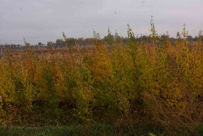 Bingöl’de Vatandaşlara 300 Adet Kayısı Fidesi Dağıtıldı