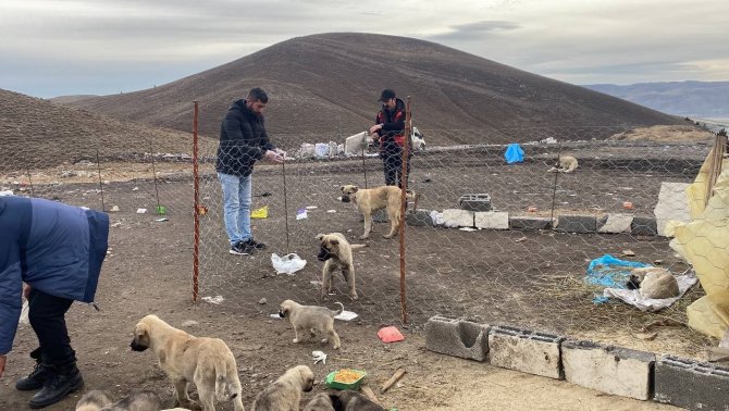 Yavru Köpeklere Barınak Yapıp, Beslemek İçin Her Gün 5 Kilometre Yol Gidiyorlar