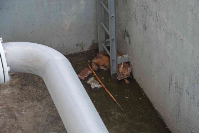 Çukura Düşen Çakal Belediye Ekiplerince Çıkarıldı