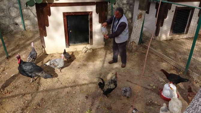 Van’da Kümes Hayvanları İçin Doğal Ortam