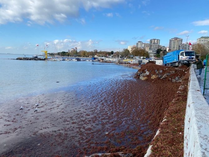 Caddebostan Sahil Kırmızı Yosunla Kaplandı