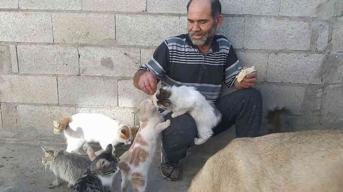 Kediler Babası: “Bunlar Benim Sadık Dostlarım”