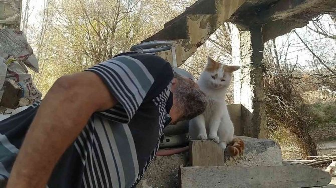 Kediler Babası: “Bunlar Benim Sadık Dostlarım”