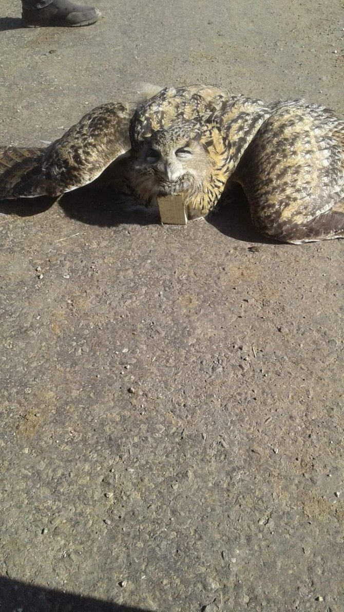 Elektrik Akımına Kapılan Dev Baykuş Telef Oldu