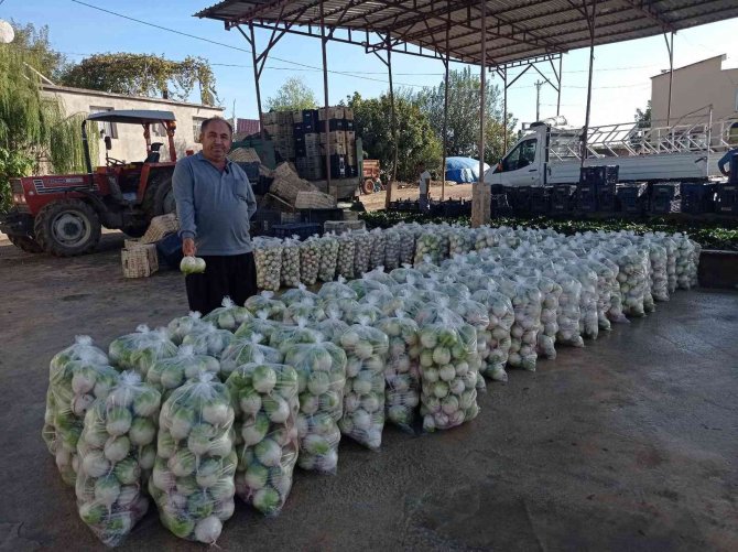 Ispanak Ve Turp Hasadı Başladı: İ̇ş Çok, İşçi Yok