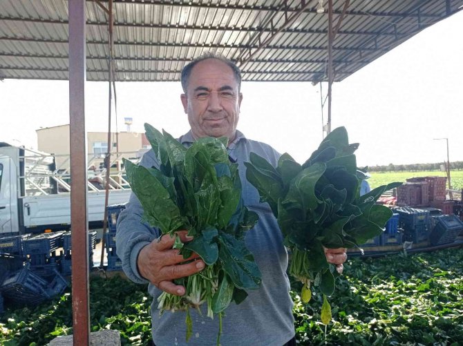 Ispanak Ve Turp Hasadı Başladı: İ̇ş Çok, İşçi Yok