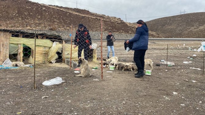 Yavru Köpeklere Barınak Yapıp, Beslemek İçin Her Gün 5 Kilometre Yol Gidiyorlar