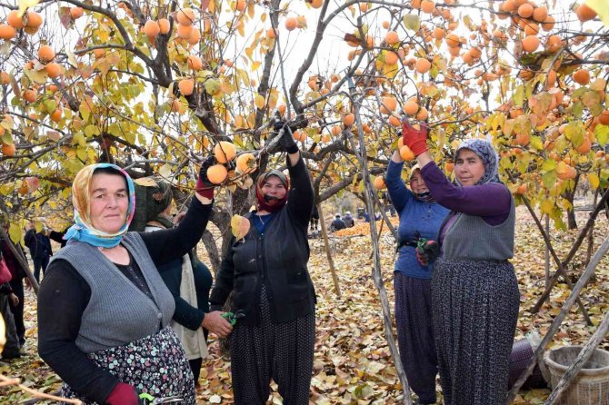 Adıyaman’da ’Cennet Hurması’ Hasadı Başladı