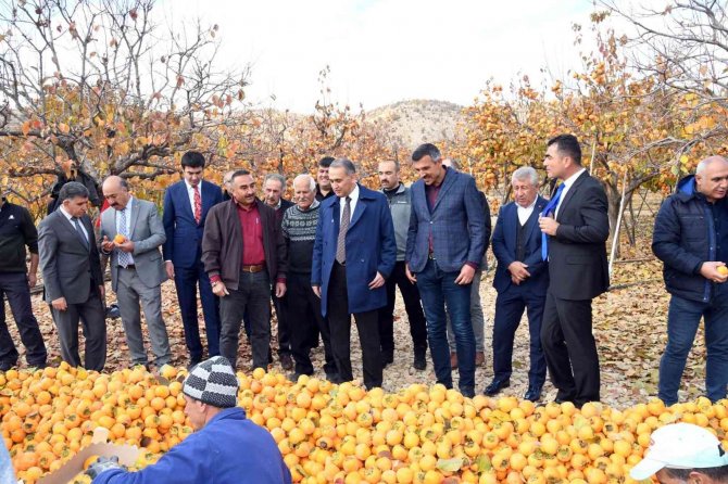 Adıyaman’da ’Cennet Hurması’ Hasadı Başladı