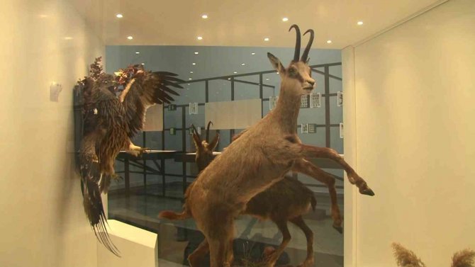 ‘Biyoçeşitliliği Koruma Çalıştayı’nda Vahşi Hayvan Figürleri Dikkat Çekti