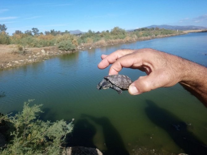 Aydın’da Son 4 Günde 3 Deniz Kaplumbağası Ölü Olarak Bulundu