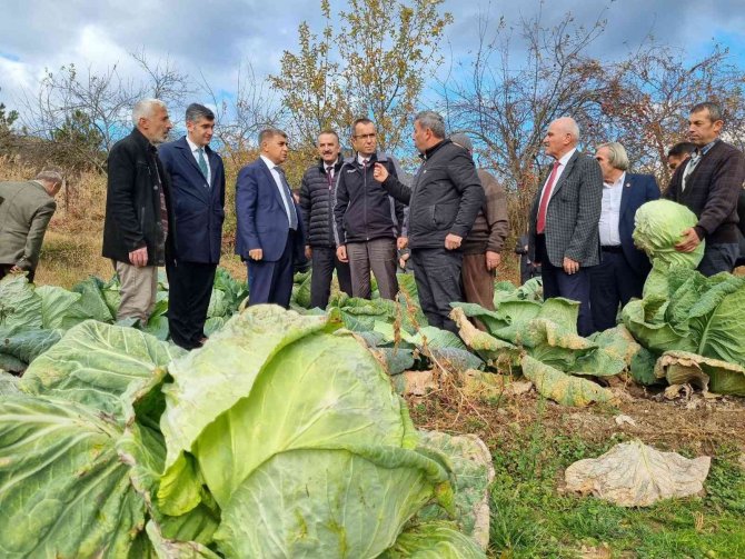 Eskipazar Lahanası İçin Coğrafi İşaret Başvurusu Yapıldı