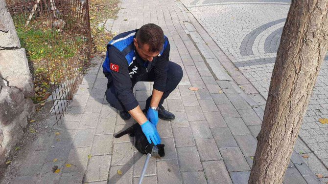 Minik Kedinin Yardımına Zabıta Koştu