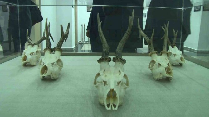 ‘Biyoçeşitliliği Koruma Çalıştayı’nda Vahşi Hayvan Figürleri Dikkat Çekti