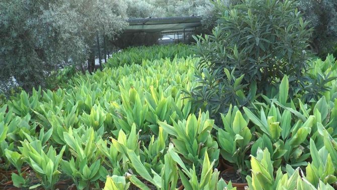 Zerdeçal’ın Anavatanı Bodrum Olacak