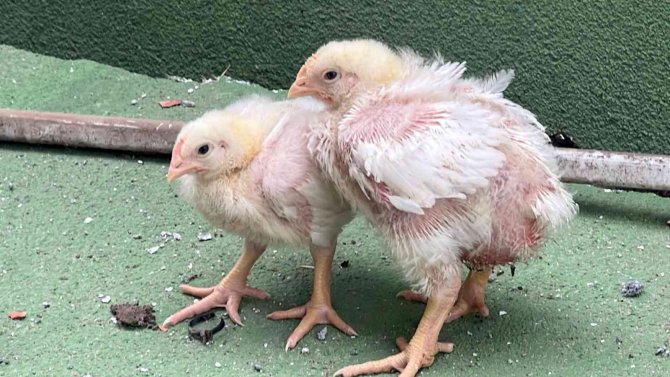 Çöken Tavuk Çiftliğinin Minik Depremzedeleri