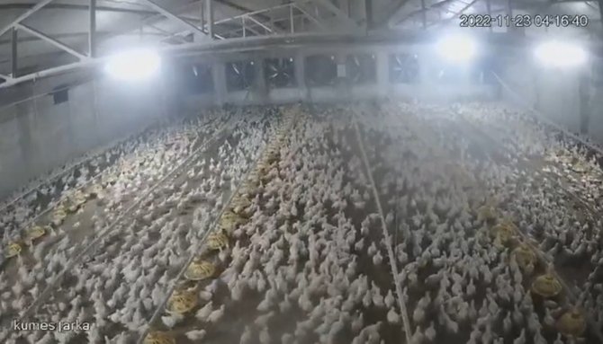 Bolu’da Depremde Tavukların Kaçışma Anı Kamerada