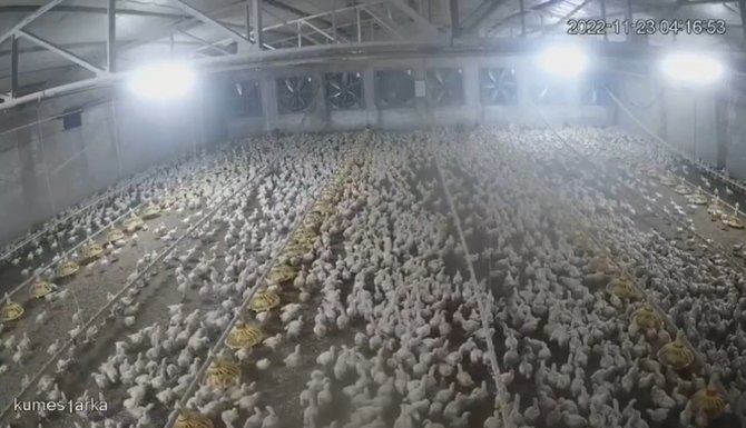 Bolu’da Depremde Tavukların Kaçışma Anı Kamerada