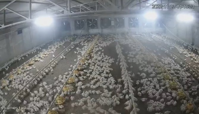 Bolu’da Depremde Tavukların Kaçışma Anı Kamerada