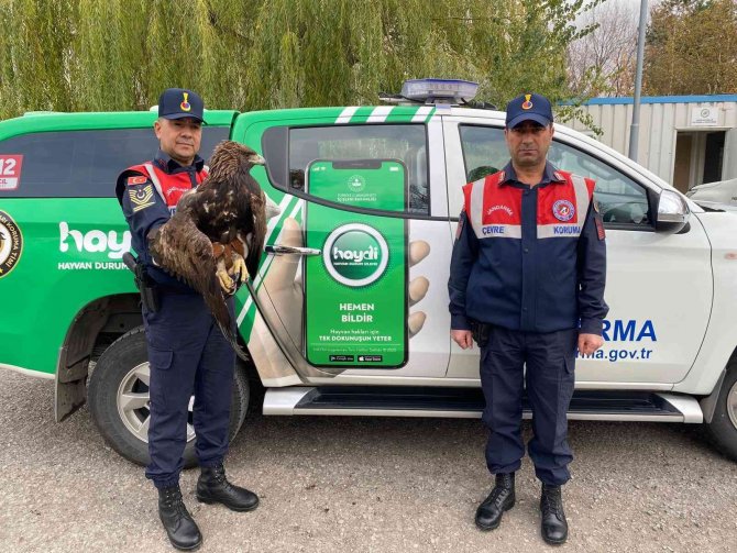Yaralı Kaya Kartalını Jandarma Ekibi Kurtardı