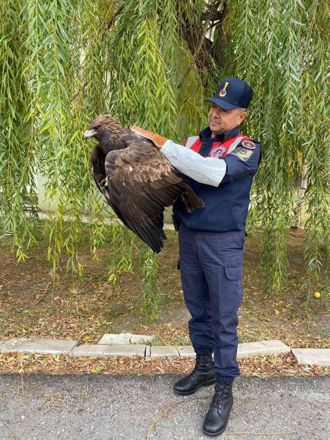 Yaralı Kaya Kartalını Jandarma Ekibi Kurtardı