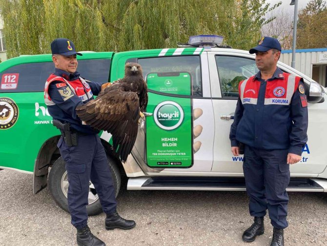 Yaralı Kaya Kartalını Jandarma Ekibi Kurtardı