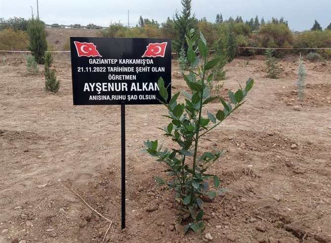 Şehit Öğretmen Ayşenur Alkan Adına Fidan Dikildi