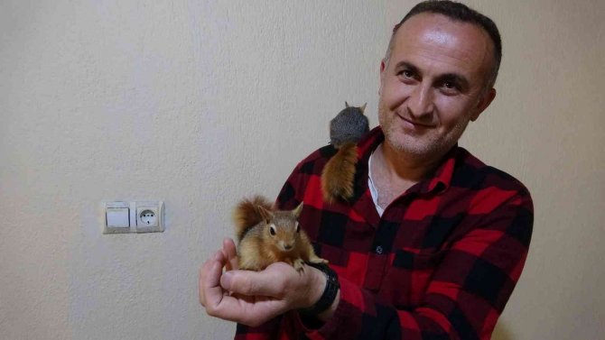 Köy Okulu Öğretmeni Beslediği Sincaplara Çocuğu Gibi Bakıyor