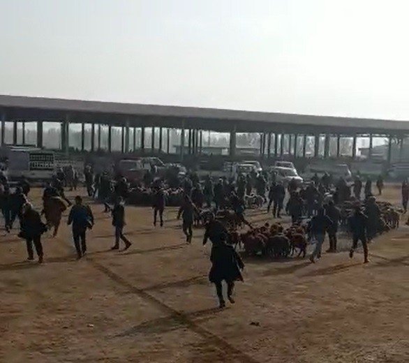 Mezbahaneden Kaçan Boğa Hayvan Pazarını Birbirine Kattı: 1 Yaralı