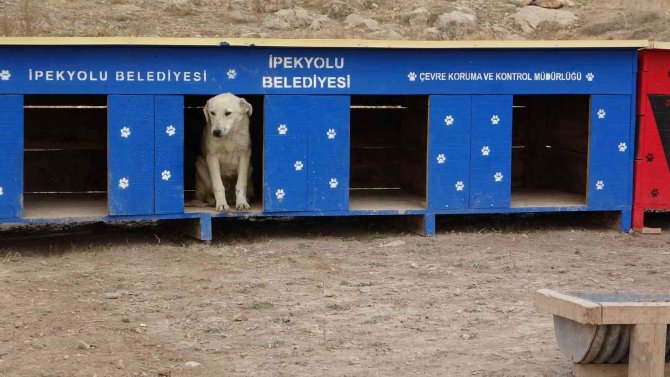 Sokak Hayvanlarına Dubleks Ve Tripleks Yuva