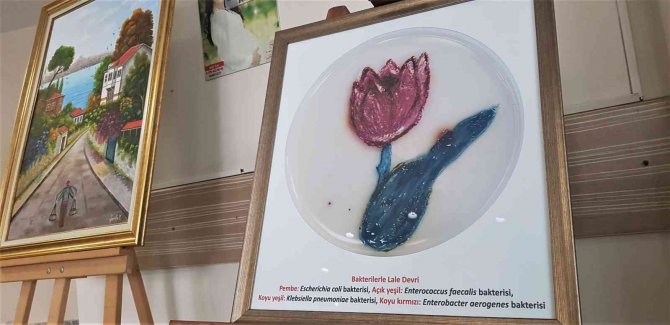 Bu Sergide Bakteriden Resimler Yer Alıyor