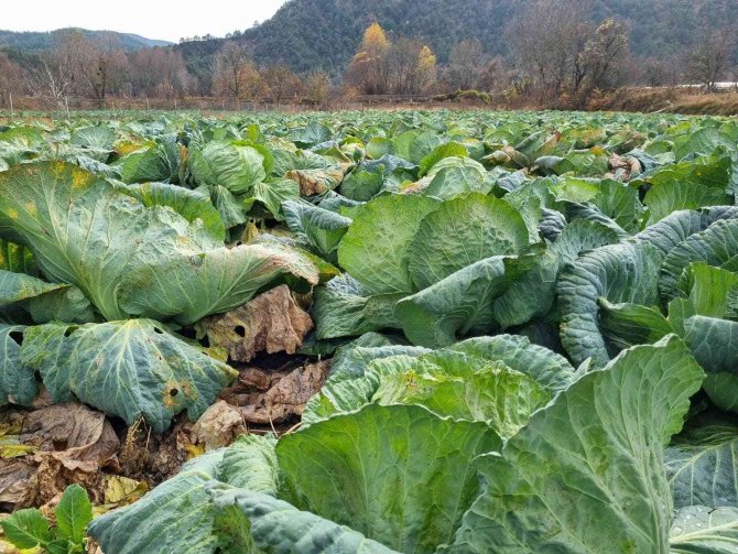 Eskipazar Lahanası İçin Coğrafi İşaret Başvurusu Yapıldı