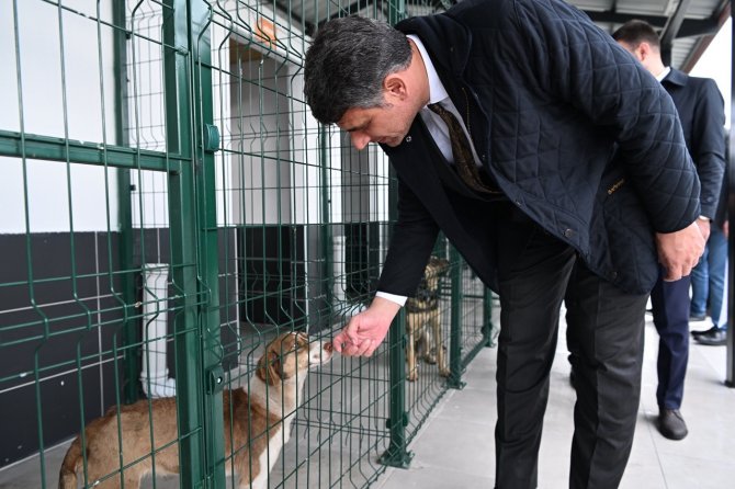 Kartepe’nin Sokak Hayvanları Artık Emin Ellerde Olacak