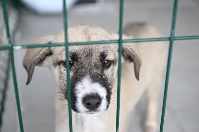 Kartepe’nin Sokak Hayvanları Artık Emin Ellerde Olacak