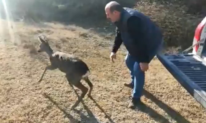 Sağlığına Kavuşan Karaca, Doğaya Salındı