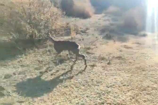 Sağlığına Kavuşan Karaca, Doğaya Salındı