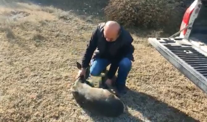 Sağlığına Kavuşan Karaca, Doğaya Salındı