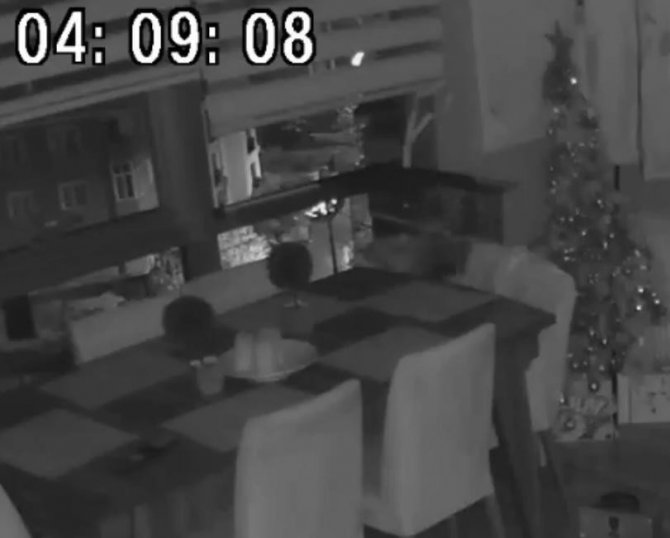 Pendik’te Depremi Papağan Böyle Hissetti