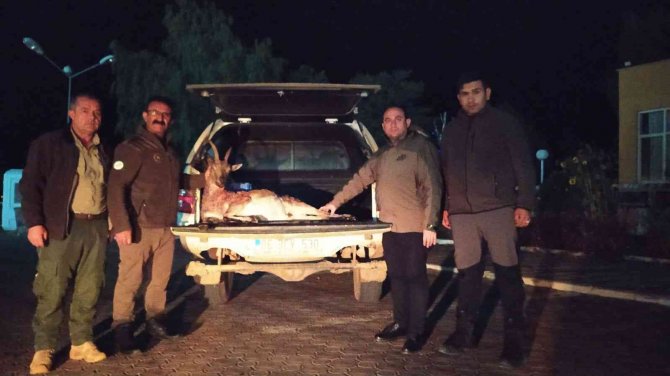 İ̇zinsiz Keçi Avı Pahalıya Patladı, Çeyrek Milyon Lira Cezadan Kaçamadılar