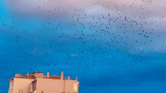 Korku Filmi Gibi: Gökyüzünde Karga İstilası