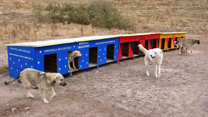 Sokak Hayvanlarına Dubleks Ve Tripleks Yuva