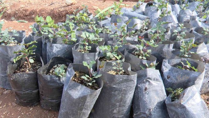 Büyükşehir’den Çiftçiye Keçiboynuzu Desteği