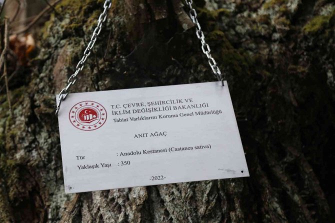 Artvin’de 7 Kestane Ağacı Anıt Ağaç Olarak Tescillenerek Plakaları Asıldı