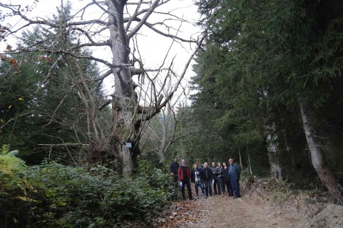 Artvin’de 7 Kestane Ağacı Anıt Ağaç Olarak Tescillenerek Plakaları Asıldı