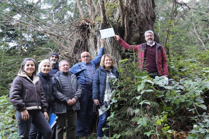 Artvin’de 7 Kestane Ağacı Anıt Ağaç Olarak Tescillenerek Plakaları Asıldı